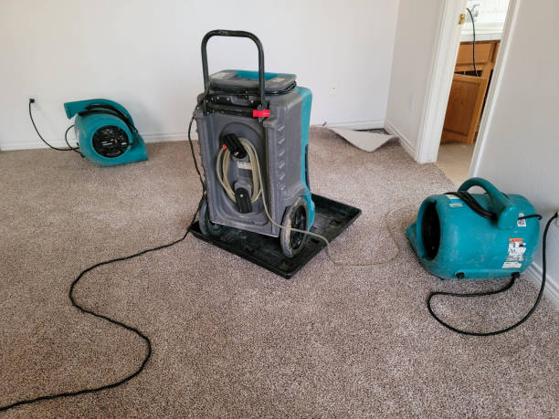 Best Mold removal after water damage  in Canfield, OH