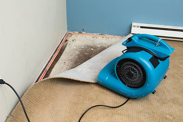 Best Sewage cleanup and water damage restoration  in Canfield, OH